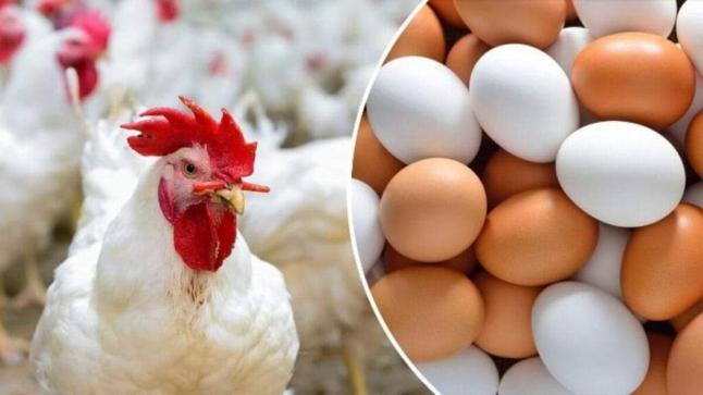 على سلامتنا انخفاض ملحوظ في أسعار الدجاج والبيض في عز فصل الصيف